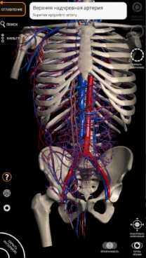 Анатомия - 3D Атлас (полная версия / Мод разблокировано) 